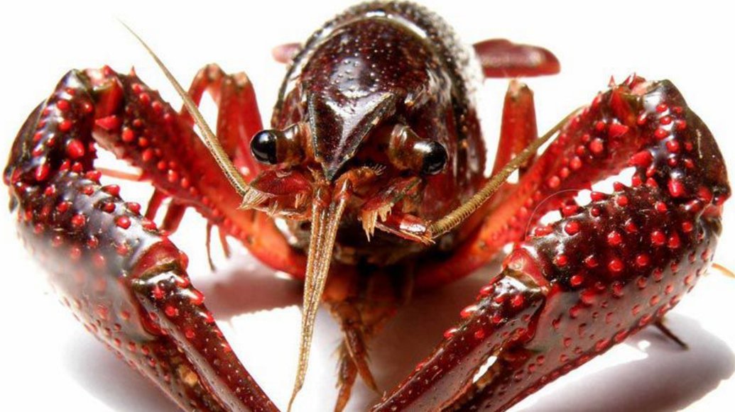 在家里怎么养龙虾？