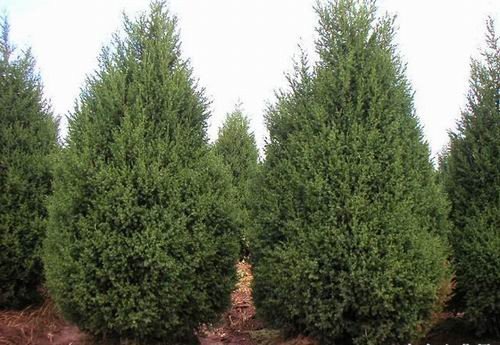 河南桧柏和北京桧柏有什么区别？