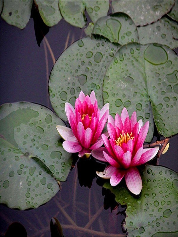 睡莲的花语是什么?