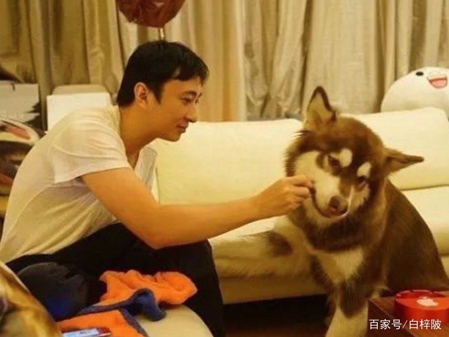 王思聪狗狗走丢，直接发文，提供准确消息可获得100万奖励，你怎么看？