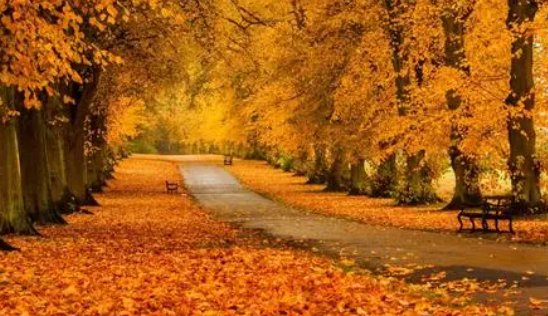 秋风扫落叶全诗是什么？