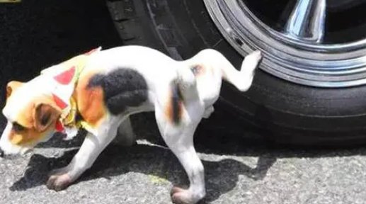 搞笑泥浆去尿用英语怎么说？