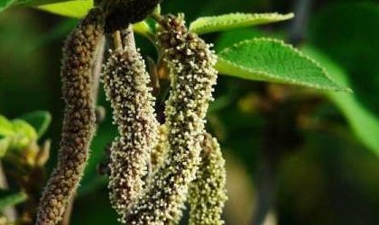 构树穗吃了有什么功效?