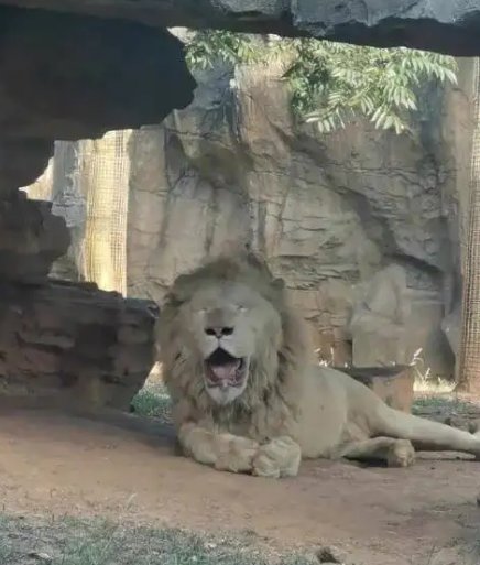 非洲狮子在杭州热成了狗，当地的天气究竟有多热？