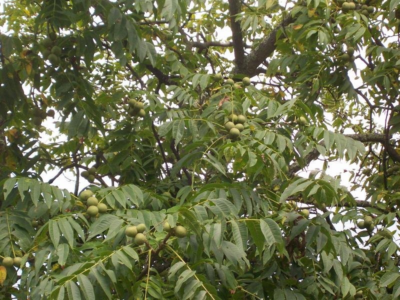 全国最大的核桃种苗输出地在哪儿？