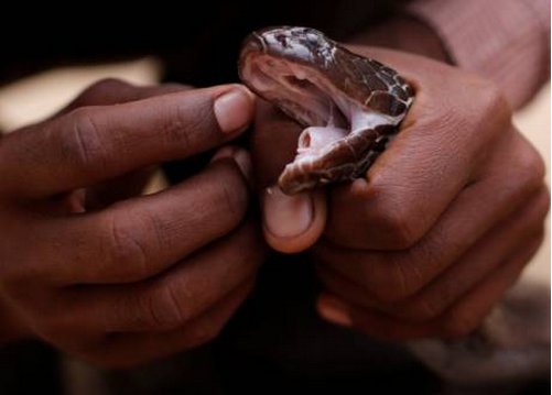 被蛇咬死前咬妻子是怎么回事？