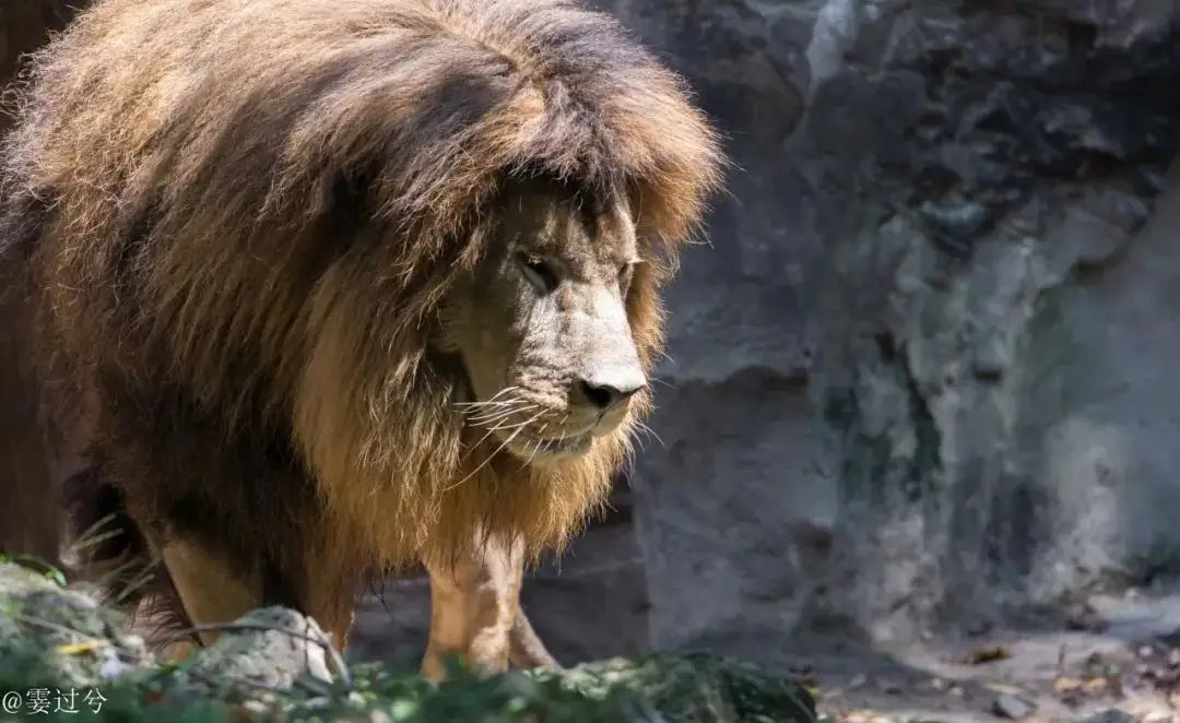 非洲狮子在杭州热成了狗，当地的天气究竟有多热？