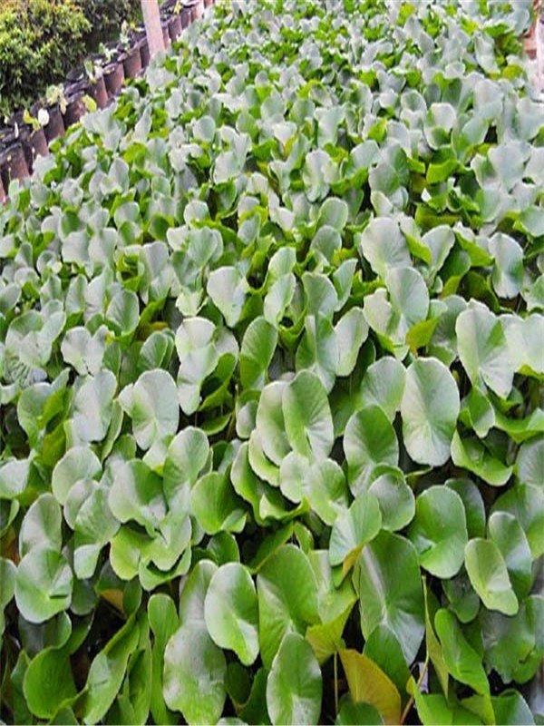 睡莲的花语是什么?