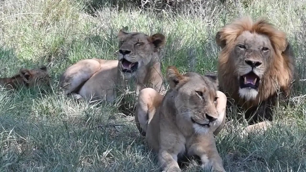 非洲狮子在杭州热成了狗，当地的天气究竟有多热？