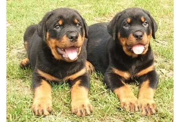 养洛威犬要注意什么事项