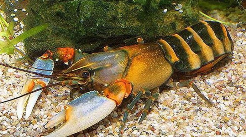 在家里怎么养龙虾？