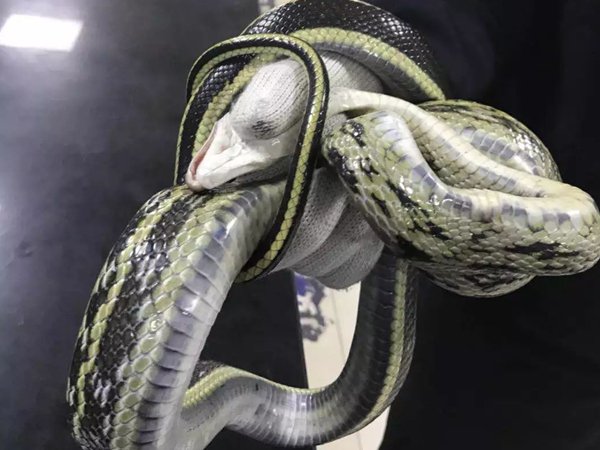 四川阿坝州一窝蛇晒太阳成网红，这些蛇为何会出现在居民区？