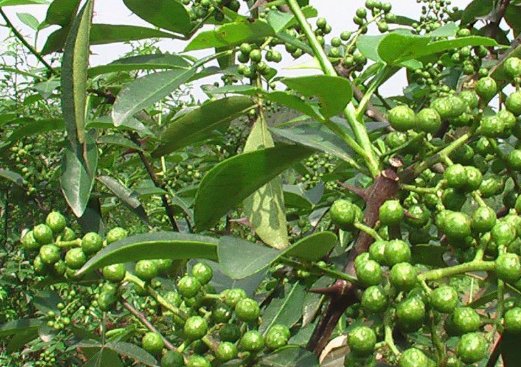 藤椒与青花椒区别是什么？