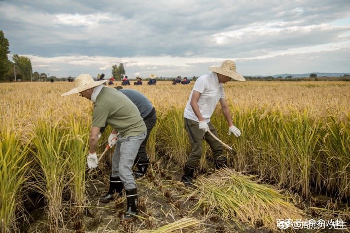 周杰捐给医护人员的两万斤大米，价值多少钱？