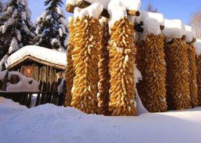 瑞雪兆丰年的下一句是什么