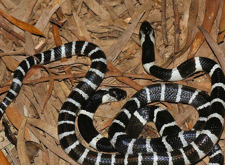 金环蛇和银环蛇有什么区别 有什么关系