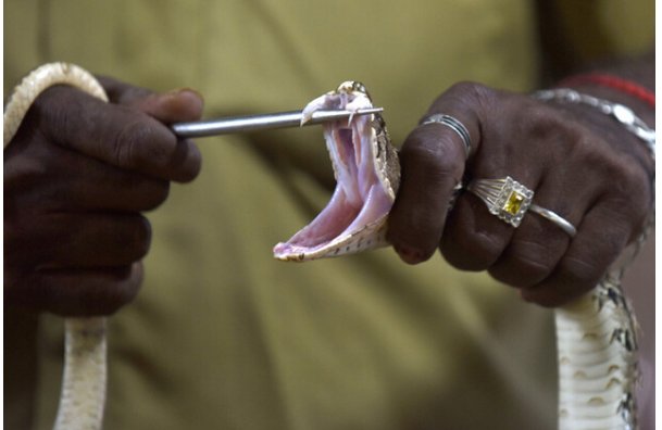 被蛇咬死前咬妻子是怎么回事？