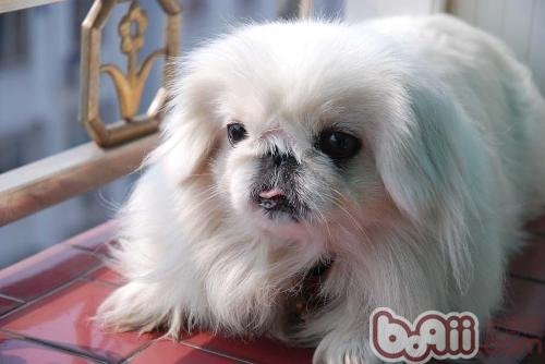 小狗拉稀怎么办？