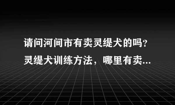 请问河间市有卖灵缇犬的吗?灵缇犬训练方法,哪里有卖灵缇犬的