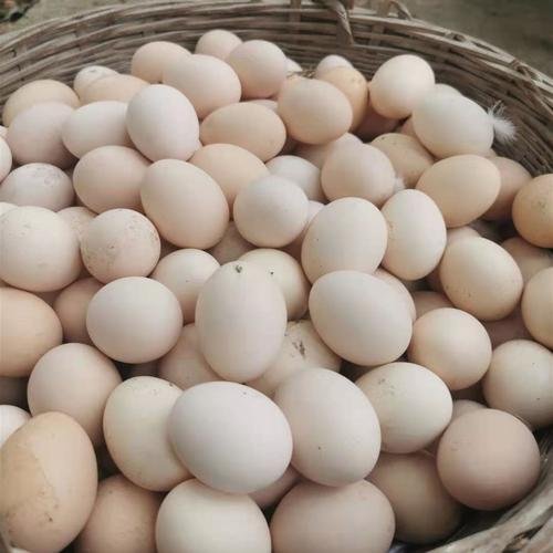 熟鸡蛋返生孵小鸡论文引热议，究竟是用什么方式令熟鸡蛋返生的？