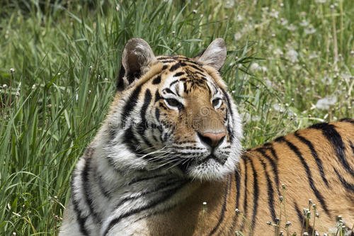 因妇女节动物园母老虎放假一天，这是否有什么“内涵”？