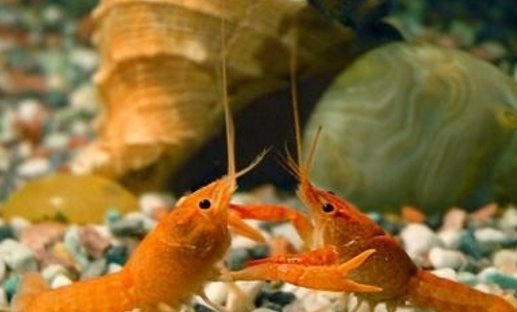 在家里怎么养龙虾？