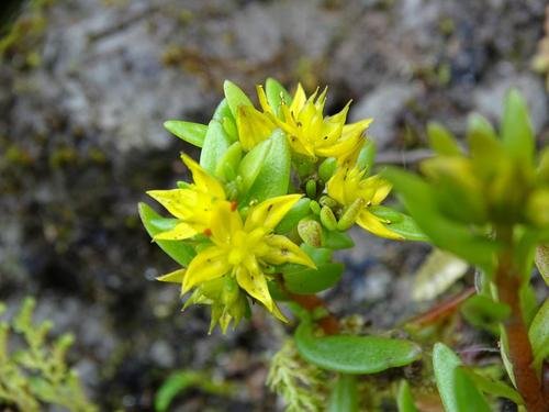 常用佛甲草品种有哪些？