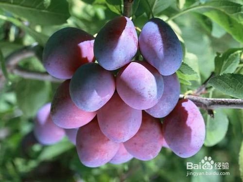 肝脏不好怎么调理