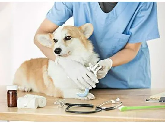 成都哪家宠物医院比较好?