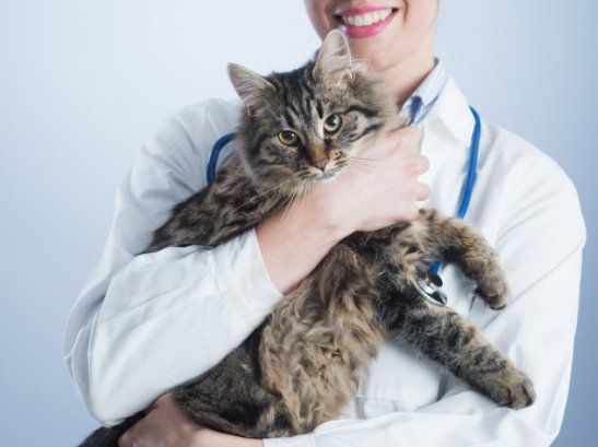 成都哪家宠物医院比较好?