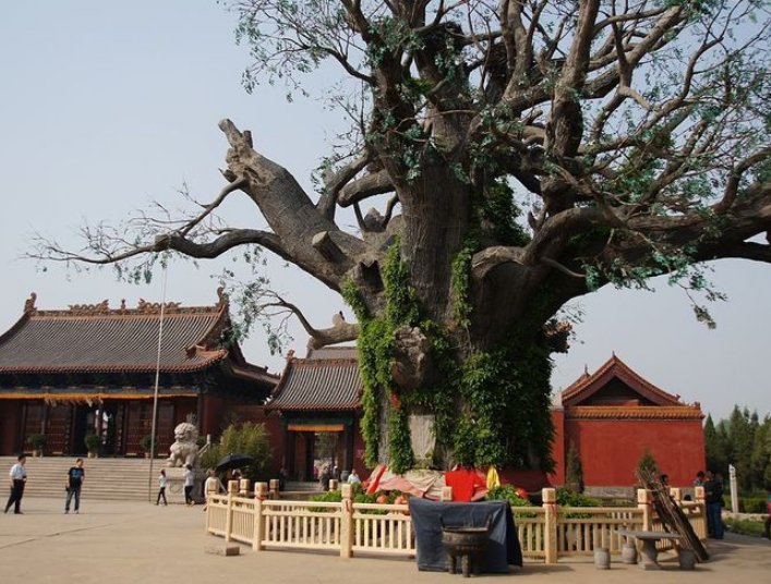 山西省太原市下元那边那颗路中间的大槐树还在么？