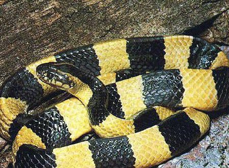 金环蛇和银环蛇有什么区别 有什么关系