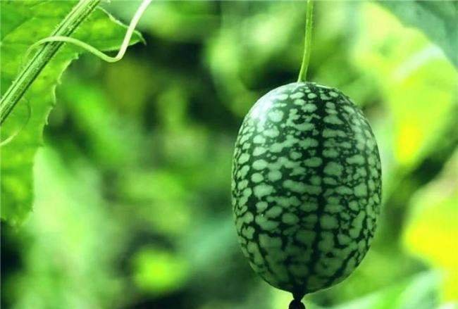 拇指西瓜种子可以施肥吗?