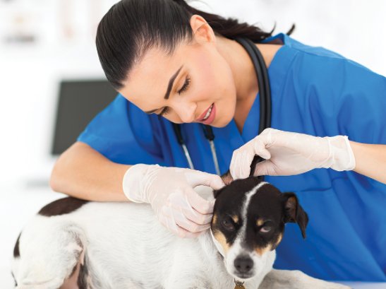 成都哪家宠物医院比较好?