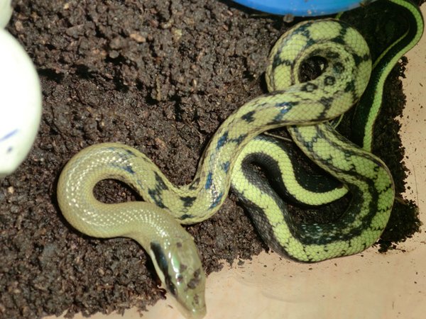 四川阿坝州一窝蛇晒太阳成网红，这些蛇为何会出现在居民区？