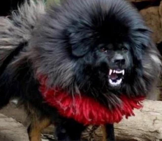 它是“中华第一藏獒”被国内富豪买走，价值3000万，它如今怎么样了？