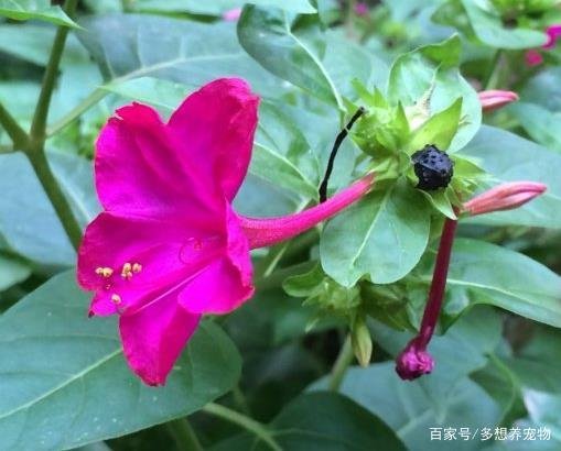 农村名叫“钻地老鼠”的植物有什么功效和作用？