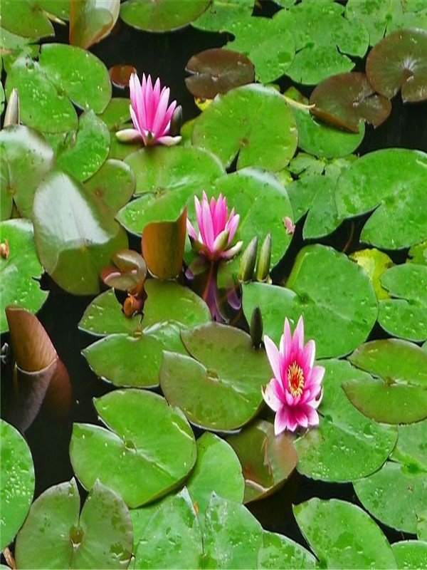 睡莲的花语是什么?