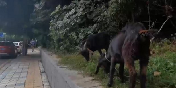 大妈闹市放羊啃食绿化带是怎么回事？