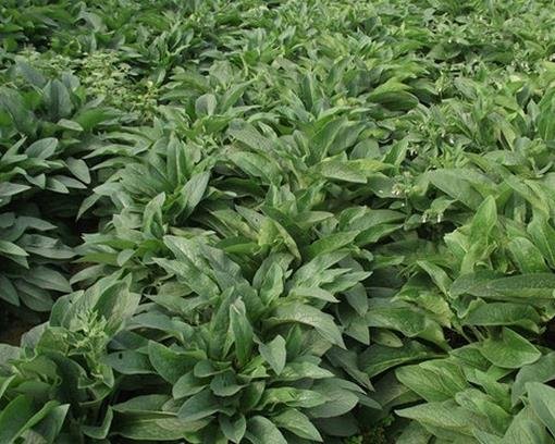 牧草养猪可行吗？