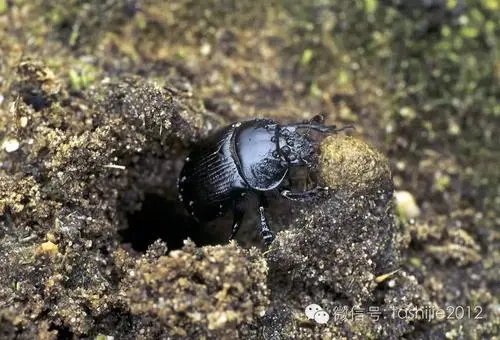 想要人工饲养蜣螂，应该怎么做呢？
