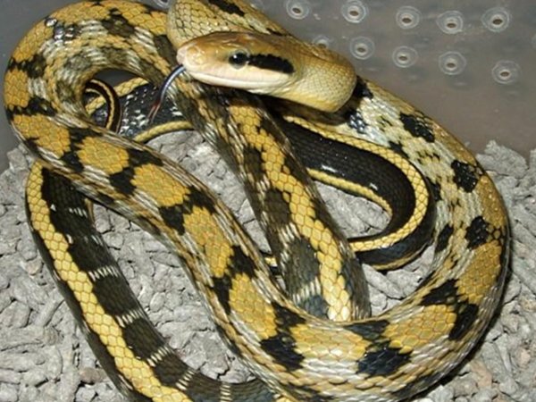 四川阿坝州一窝蛇晒太阳成网红，这些蛇为何会出现在居民区？