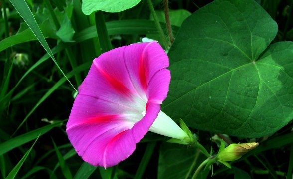 牵牛花的花语是什么?