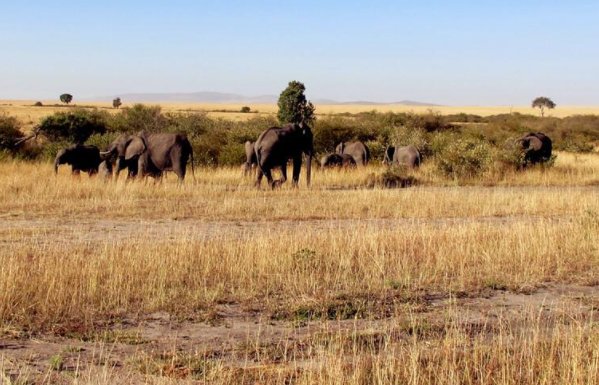 非洲大草原在哪个国家？