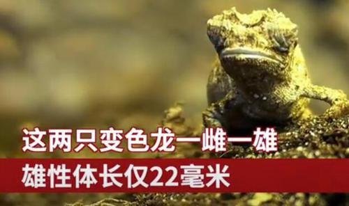 科学家发现地球最小爬行动物，是什么样子的？