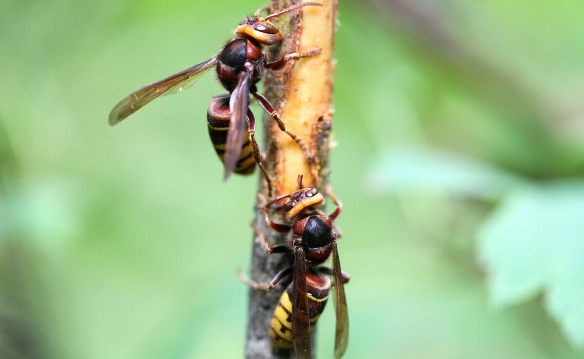 女生军训被马蜂爬嘴一动不动，遇到这种情况该怎么办？
