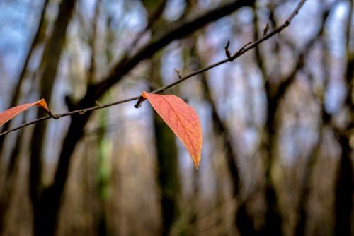 the last leaf 故事用英文概述