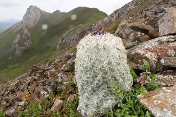 刘宇宁发生了什么?他为何要道歉?