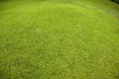 草坪怎么种植？具体的方法是什么?