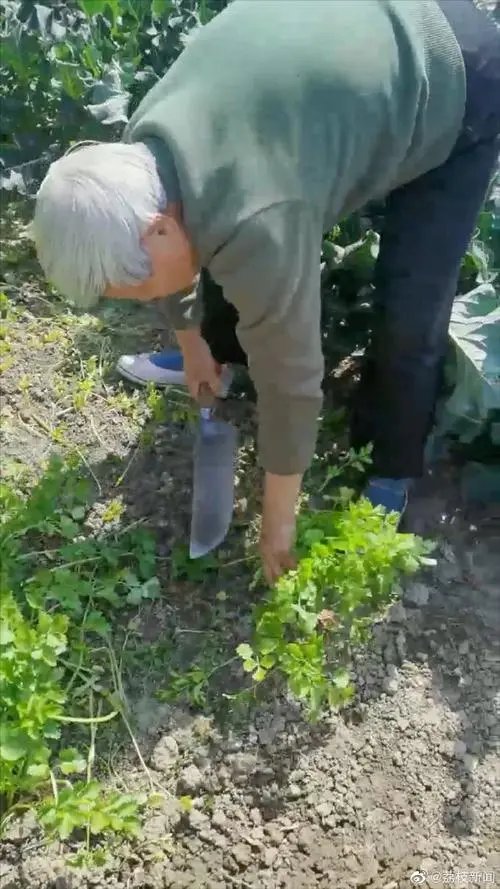 上海一小伙薅光菜地送抗疫酒店,他的举动有多暖心?